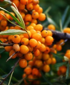 Sea Buckthorn
